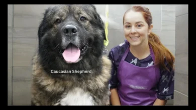 caucasian shepherd